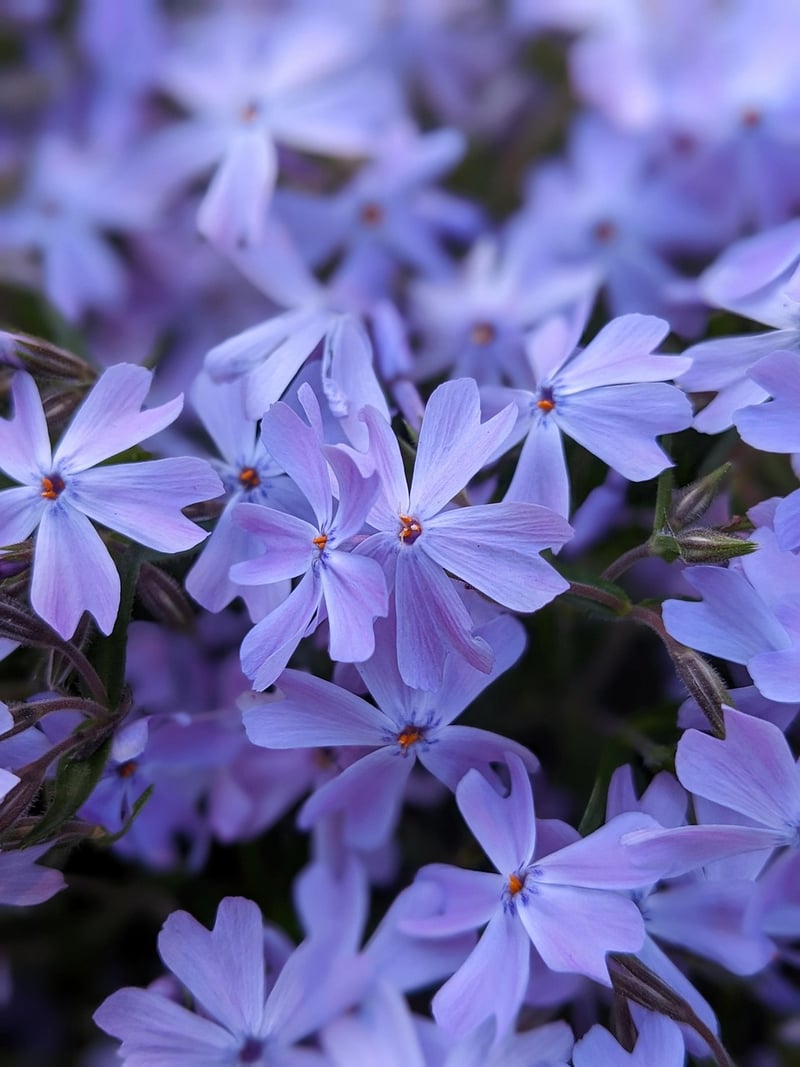 Cascading Flowers