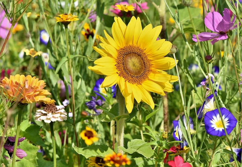 Herb Spiral Garden